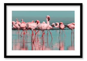 Wild african birds. Group birds of pink african flamingos  walking around the blue lagoon on a sunny day