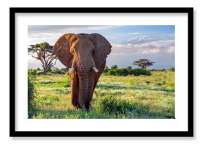 Elephant and Kilimanjaro, Amboseli National Park, Kenya