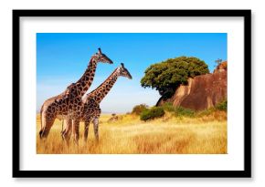 Giraffes in the African savannah. Serengeti National Park. Africa. Tanzania.