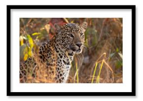 Leopard, Panthera pardus, Panna Tiger Reserve, Madhya Pradesh, India