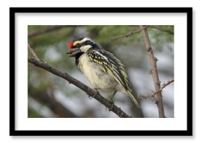 Acacia Pied Barbet