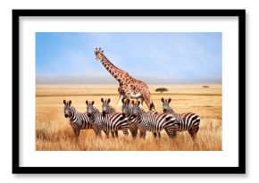 Group of wild zebras and giraffe in the African savanna against the beautiful blue sky with white clouds. Wildlife of Africa. Tanzania. Serengeti national park. African landscape.
