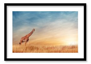 Cheetahs in the African savanna against the backdrop of beautiful sunset. Serengeti National Park. Tanzania. Africa. Copy space.