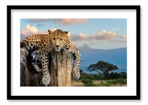Leopard sitting on a tree