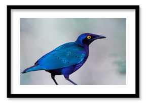 Purple glossy starling (Lamprotornis purpureus) in its natural habitat