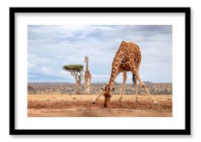 reticulated giraffe drinking in the wild