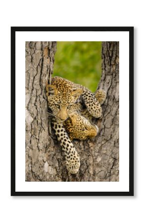 This photograph of two Leopard cubs playing in a tree, was taken sabi sands game reserve in South Africa.