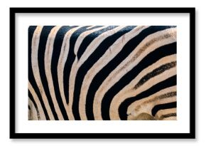 natural zebra pattern close up of wild animal/ kruger national parc south africa