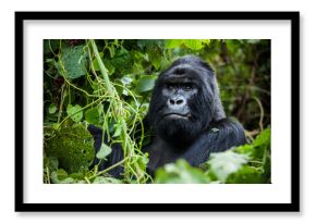 An amazing portrait of an endangered silverback mountain gorilla in wilderness
