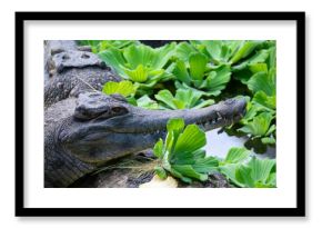 Tête d'un Faux-Gavial d'Afrique