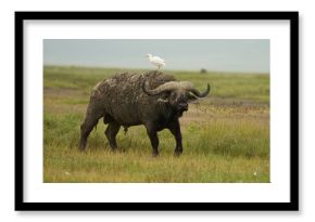 African Water buffalo Serengeti - Syncerus caffer Big Five Safari