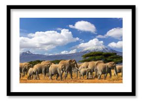 Mt Kilimanjaro Tanzania, large herd of elephants and snow capped mountain, taken on a safari trip in Kenya with cloudy blue sky. Africas highest point with largest land mammals savannah landscape.