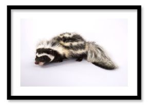 Saharan striped polecat (Ictonyx libycus)