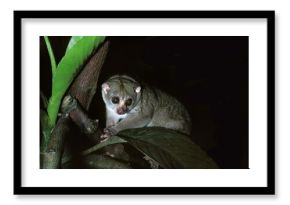 Bosman's Potto, perodicticus potto, Adult