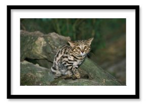 Black-footed Cat, felis nigripes