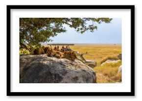 Group of young lions lying on rocks - beautiful scenery of savanna at sunset. Wildlife Safari in Serengeti National Park, Masai Mara, Tanzania, Africa