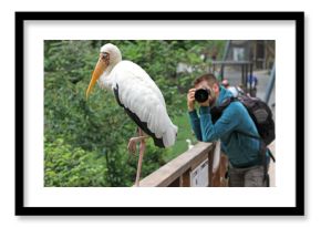 Man photographing a yellow billed stork