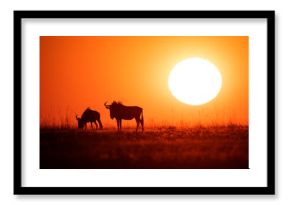 Silhouette of wildebeest grazing on grassy landscape