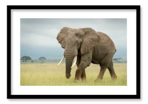 African elephant (Loxodonta africana) bull walking on savanna, looking at camera, Amboseli national park, Kenya.