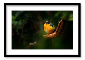 Snowy-crowned robin-chat, Cossypha niveicapilla, orange bird with white cap in the nature forest habitat. Robin sitting on the branch in the green vegation, Angola and Cameroon in Africa.