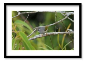 Olijfgroene Mauritiusbrilvogel, Mauritius Olive White-eye, Zosterops chloronothos