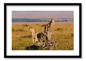 Mother cheetah and cubs