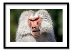 A male hamadryas baboon at a local zoo