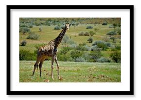 giraffe in africa