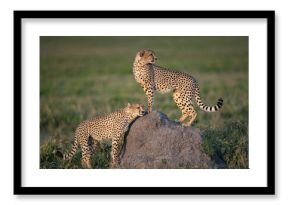 Two cheetahs at sunset on a rock