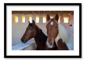 Tunisia, Africa. Two beautiful horses in a cement barn.