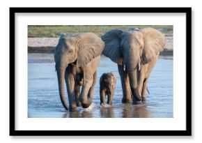 Zambia, South Luangwa. Elephants with baby crossing river.