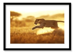 Leopard Running Fast Across African Savannah During Golden Hour Light
