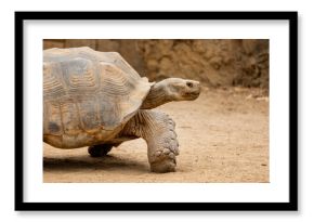 African spurred tortoise (Centrochelys sulcata)