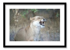 Lions  in wild savanna , Animal of africa