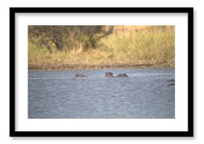 Hippopotamus in wild savanna , Animal of africa