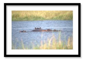 Hippopotamus in wild savanna , Animal of africa