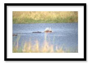 Hippopotamus in wild savanna , Animal of africa