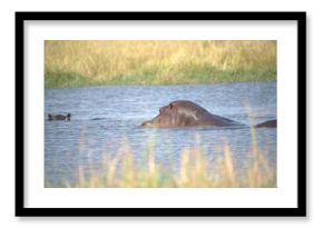 Hippopotamus in wild savanna , Animal of africa
