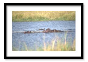 Hippopotamus in wild savanna , Animal of africa
