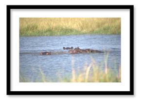 Hippopotamus in wild savanna , Animal of africa