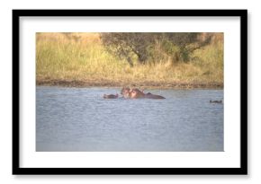 Hippopotamus in wild savanna , Animal of africa