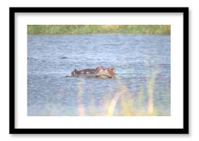 Hippopotamus in wild savanna , Animal of africa