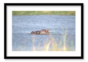 Hippopotamus in wild savanna , Animal of africa