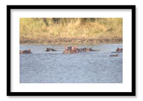 Hippopotamus in wild savanna , Animal of africa