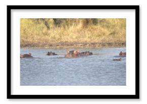 Hippopotamus in wild savanna , Animal of africa