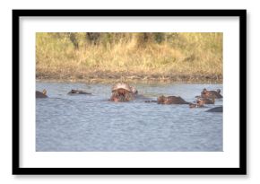 Hippopotamus in wild savanna , Animal of africa
