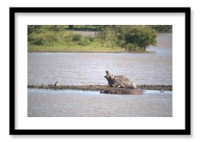 Hippopotamus in wild savanna , Animal of africa