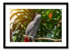 African Grey Parrot Perched on Tree Branch in Natural Outdoor Habitat with Tropical Background