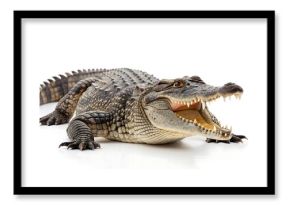 crocodile inwhite Background