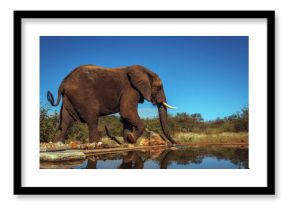 African bush elephant walking along waterhole in Kruger National park, South Africa   Specie Loxodonta africana family of Elephantidae